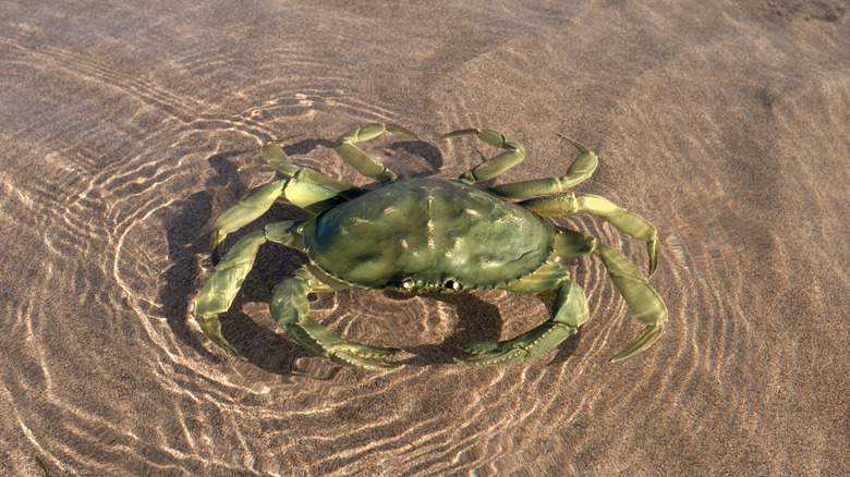 Crab in sandy water