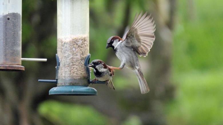 Two birds fighting at a bird feeder positioned close to another feeder