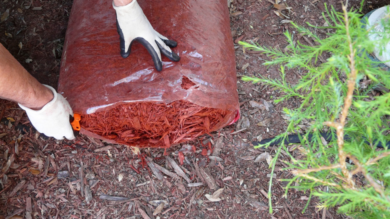 Man preparing to spread a bag of cypress mulch