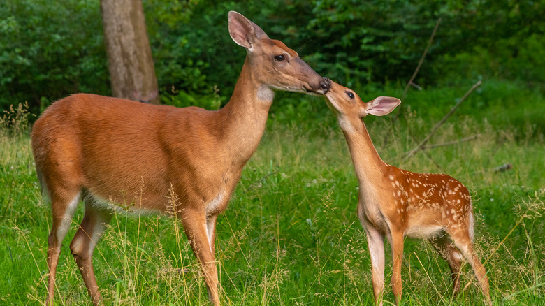 Mother and baby deer nuzzle