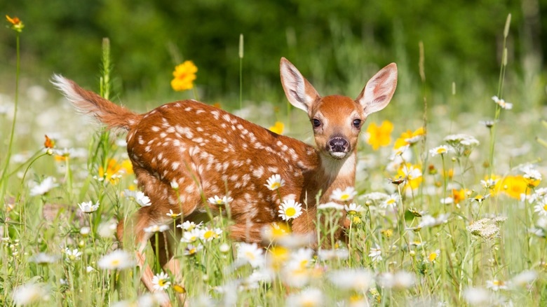 Fawn in wildflowers