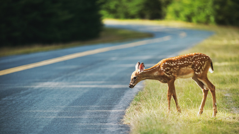 fawn approaches road