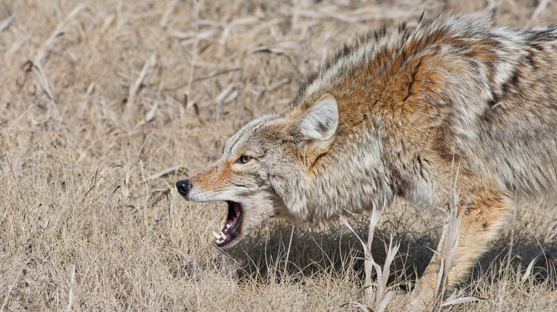 coyote acting aggressively