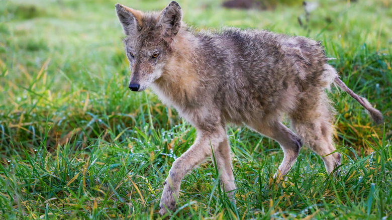 coyote walking away