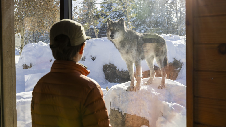 Wolf looking in house