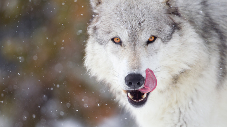 wolf licking its lips