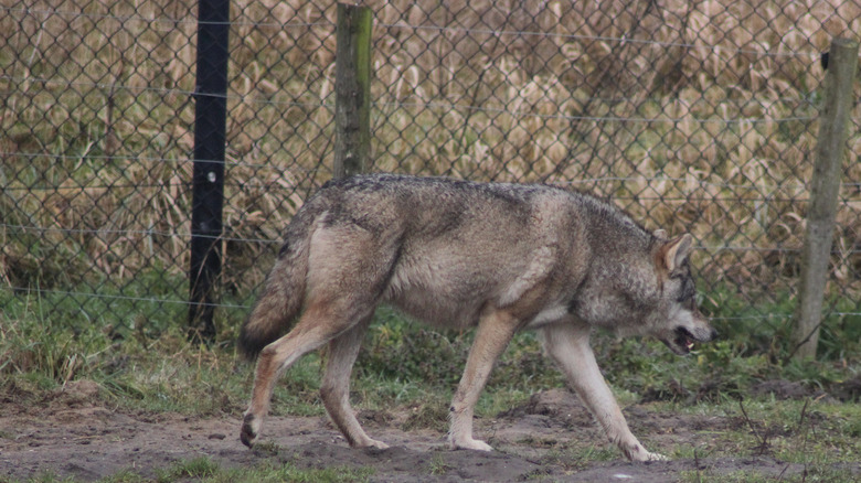 wolf walking along fence