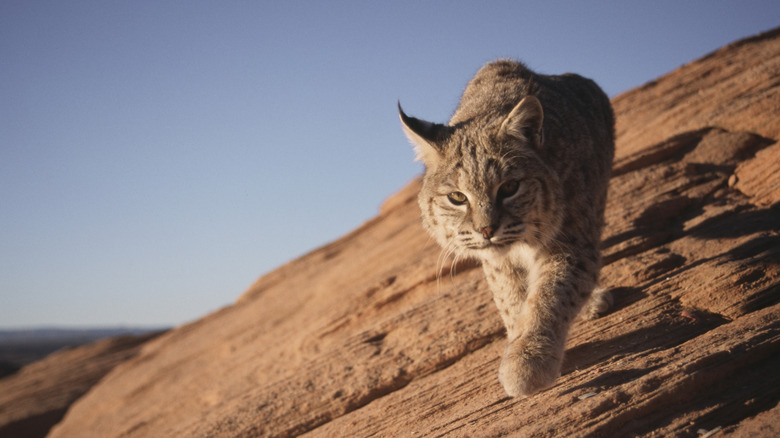 Bobcat walking in the desert