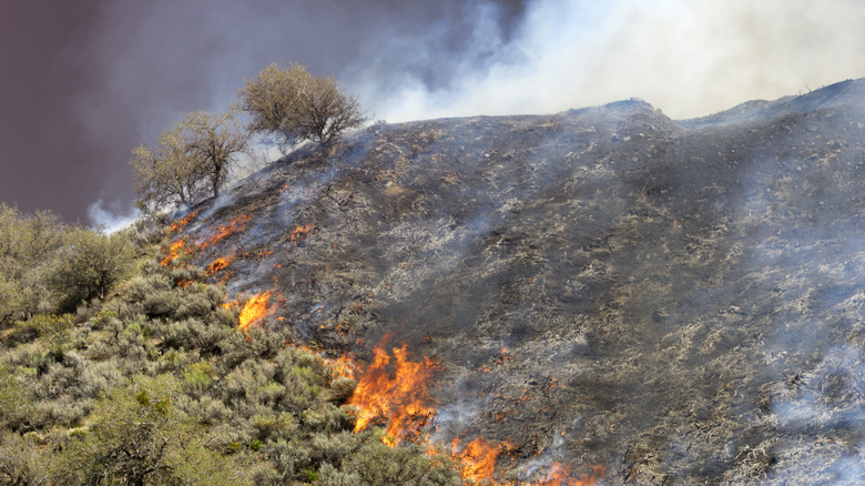 Wildfire burning on ridge hillside