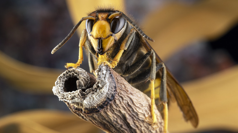 Hornet up close