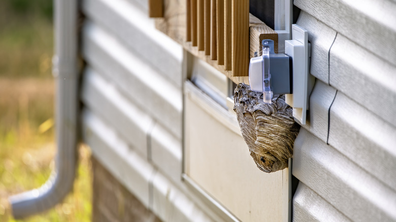 Hornet nest on property