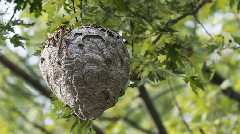 Hornet hive in tree