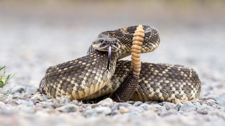 Rattlesnake ready to bite