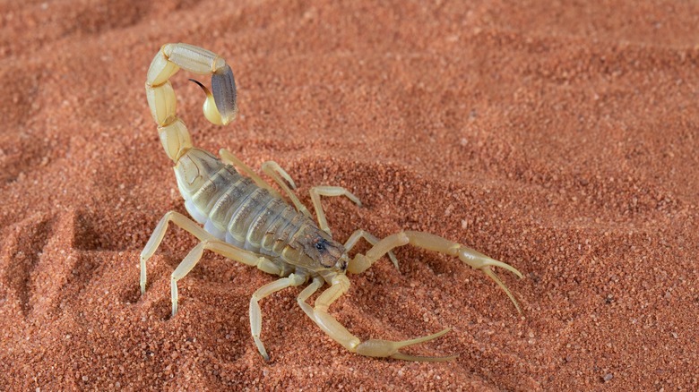 Yellow scorpion in sand