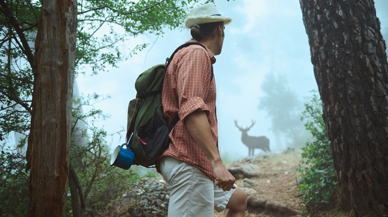 Hiker standing in woods, looking at deer in distance