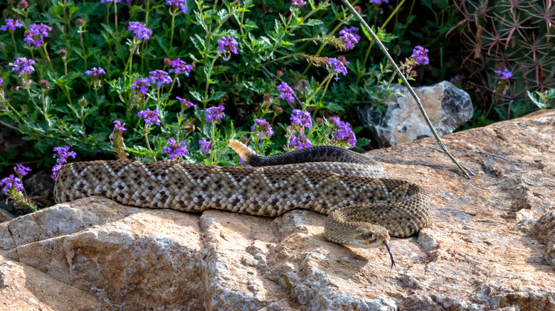 Rattlesnake stretched on rock