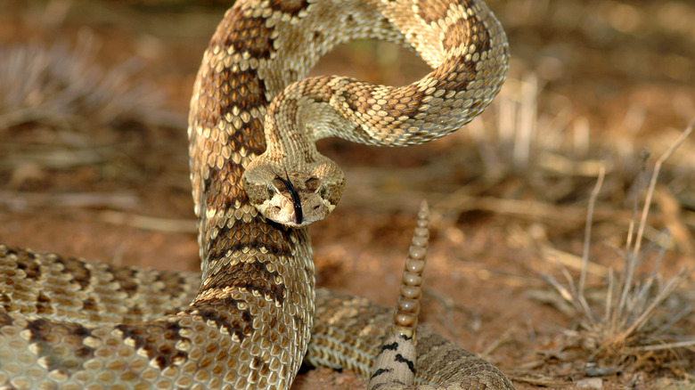 Rattlesnake with triangular head 