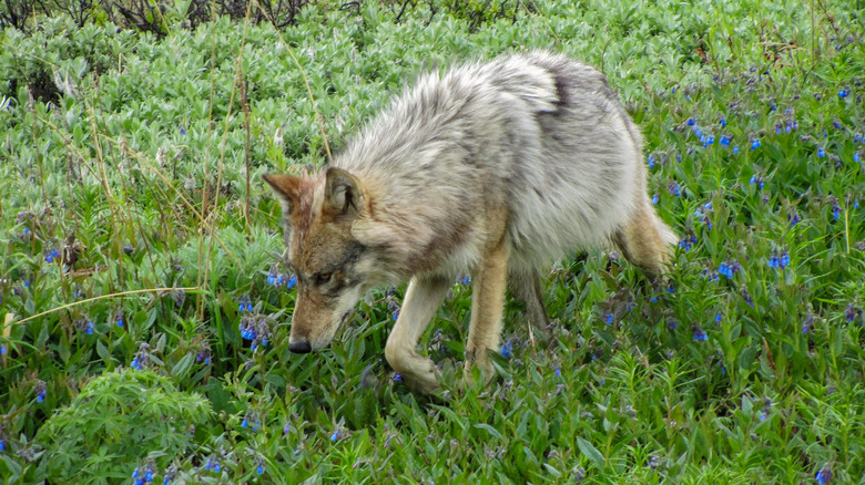Wolf walking through wildflowers