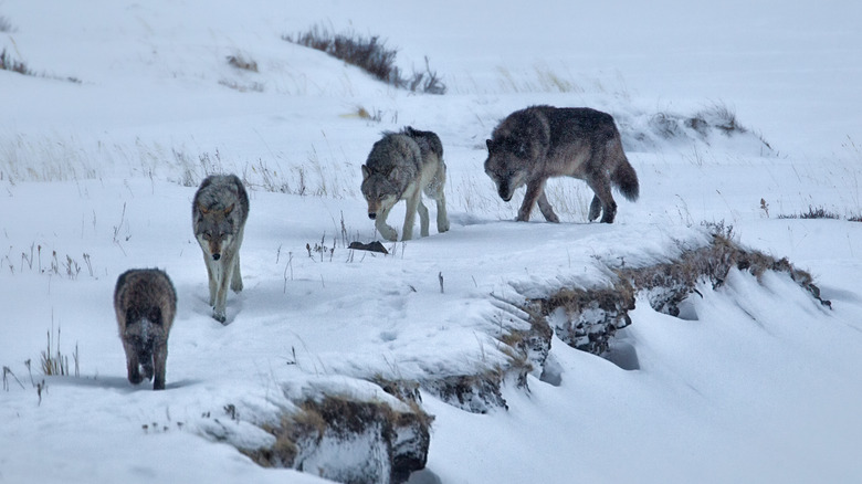 Wolf pack walks through snow