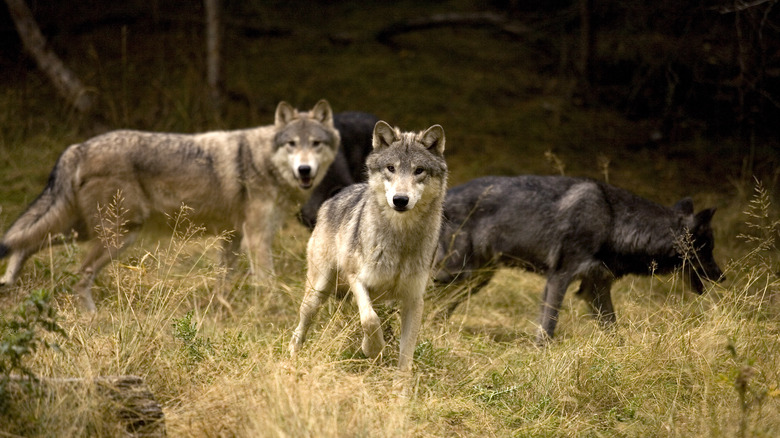 Wolf pack in tall grass