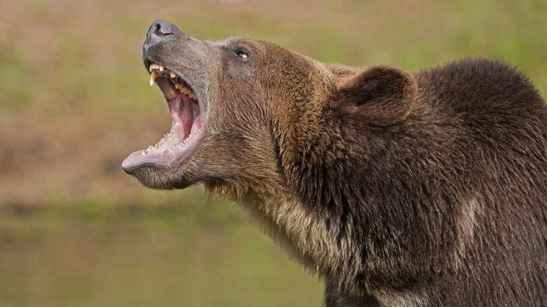 grizzly bear snarling
