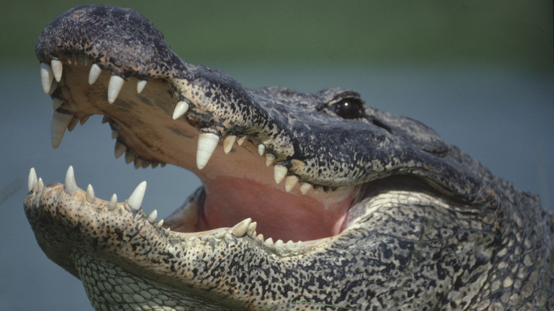 American alligator with mouth open, close up