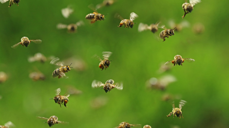 Flying honeybees