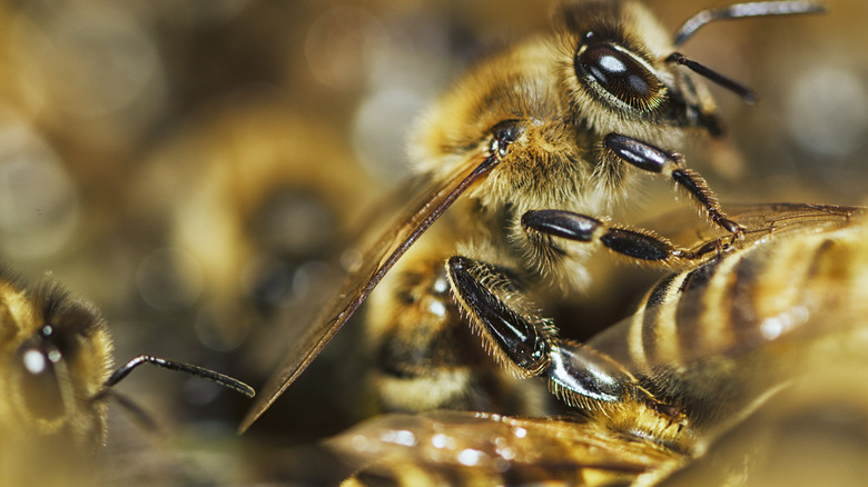 Honeybee in hive