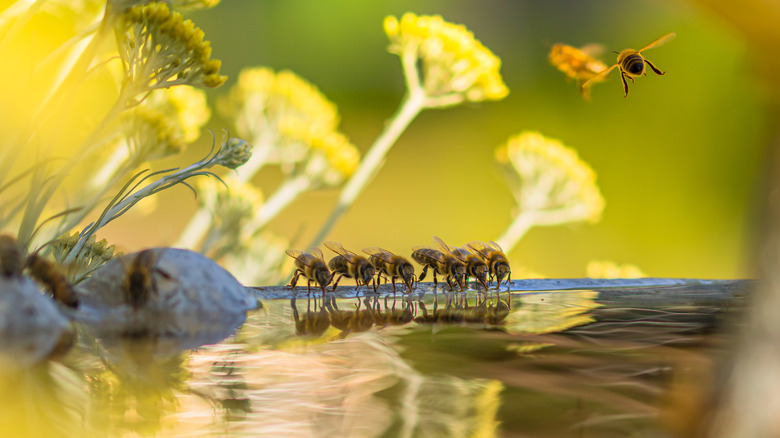 Line of bees drinking water