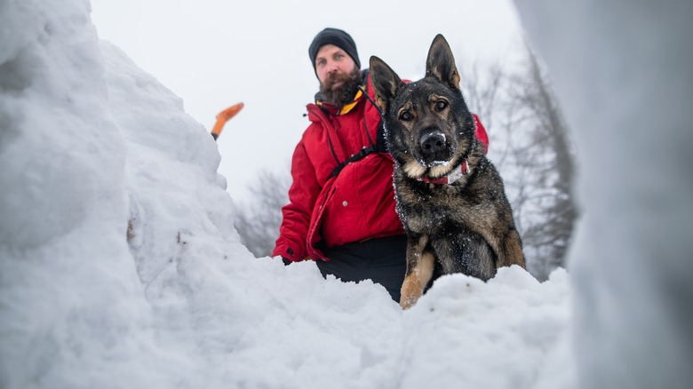 Man and dog looking in snow