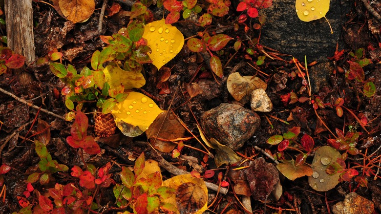 Wet leaves