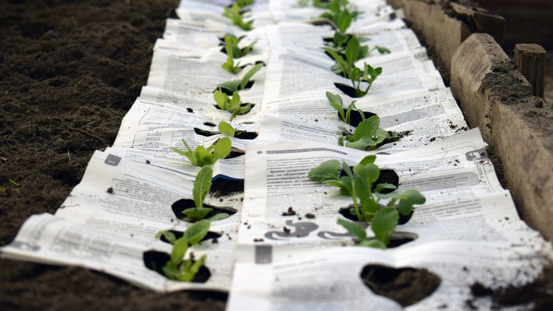 Newspaper mulch covering soil and plants