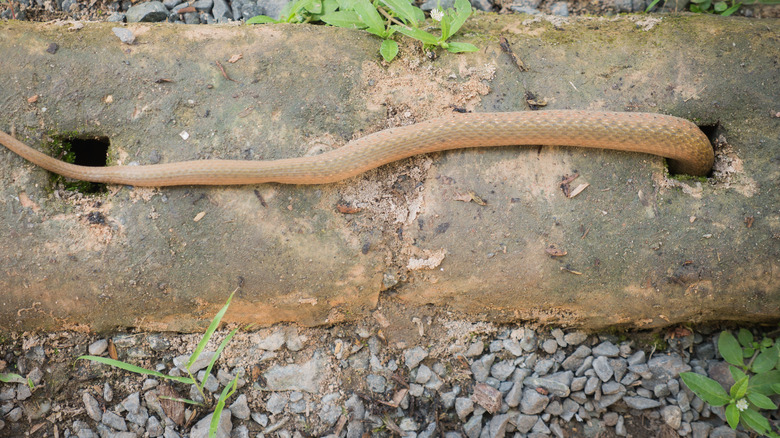 a brown snake going down a hole