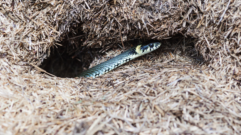 snake coming out of hole surrounded by dry grass