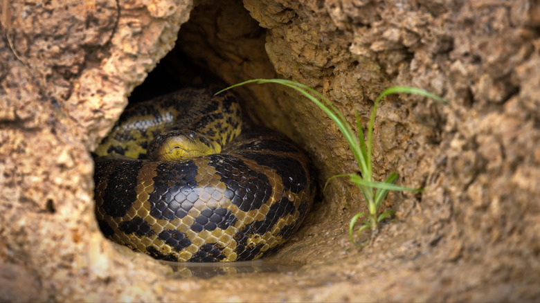 a snake wrapped in a hole