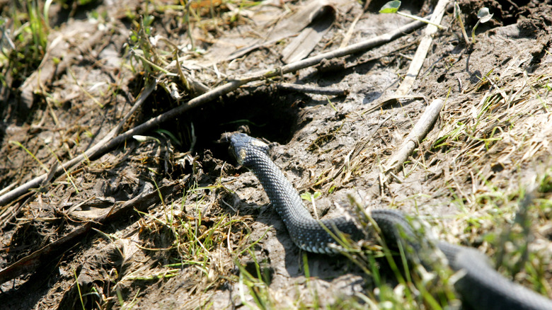 snake entering a hole