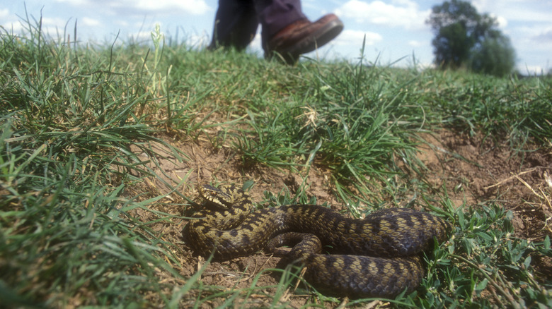 Hiker passing snake in grass