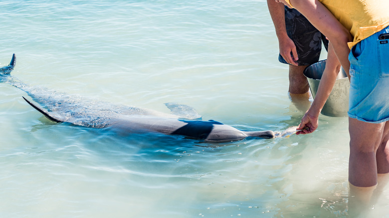 Two people feeding a dolphin