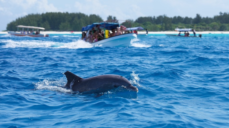 Dolphin with tourist boats 