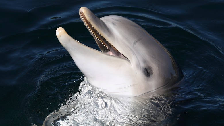 Dolphin with open mouth