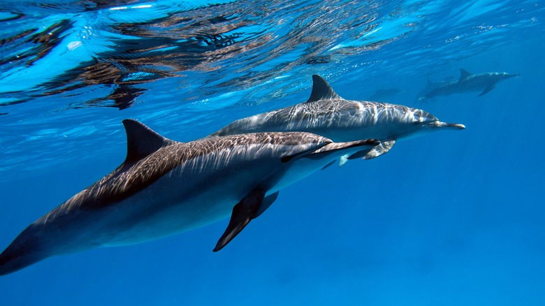 Dolphin pod underwater