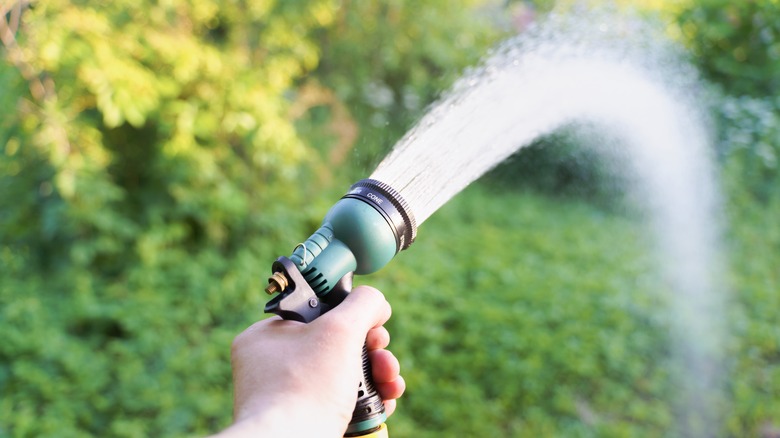 Watering lawn with a hose