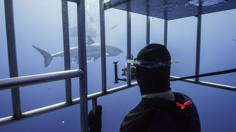 Great white shark near diver in cage