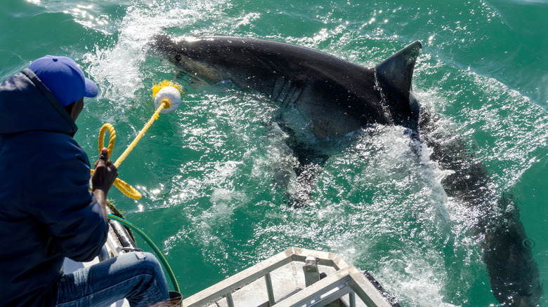 White shark next to shark cage