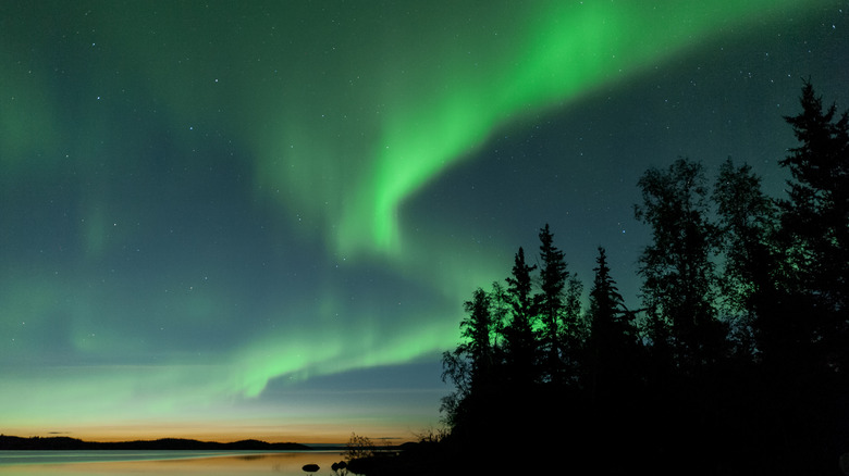 Northern Lights over a forest and ocean