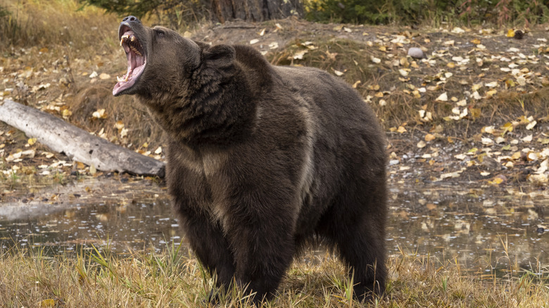 Growling grizzly bear in woods