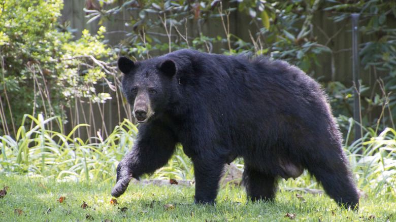 Black bear wandering in yard