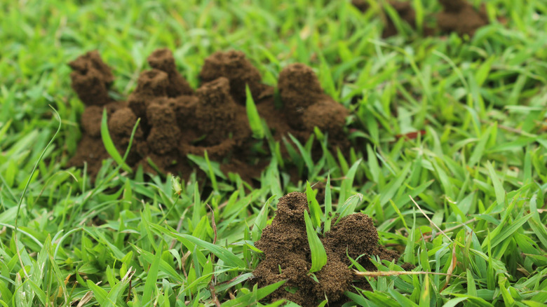 ant hills on grass