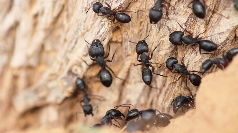 Ants crawling on tree bark, close up