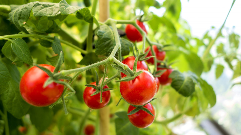 Tomatos on the vine